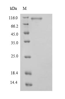 Recombinant Human Signal transducer and activator of transcription 3(STAT3)