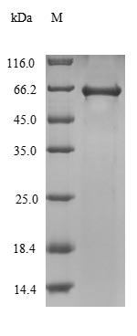 Recombinant Agrobacterium tumefaciens Single-strand DNA-binding protein(virE2) - Absci