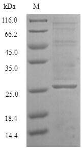 Recombinant Saccharomyces cerevisiae GTP-binding nuclear protein GSP1/CNR1(GSP1)