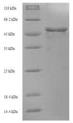 Recombinant Bacillus subtilis 3-oxoacyl-[acyl-carrier-protein] synthase 2(fabF)