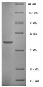 Recombinant Salmonella typhimurium Invasion protein iagB(iagB) - Absci