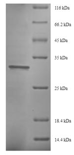 Recombinant Saccharomyces cerevisiae Eukaryotic translation initiation factor 5A-1(HYP2)