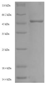 Recombinant Mouse Homeobox protein Nkx-2.2(Nkx2-2) - Absci