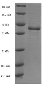 Recombinant Saccharomyces cerevisiae GTP-binding protein YPT1(YPT1) - Absci