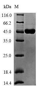 Recombinant Geobacillus stearothermophilus ATP-dependent DNA helicase pcrA(pcrA) ,partial