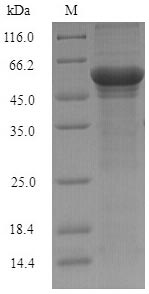 Recombinant Schizosaccharomyces pombe NADH kinase pos5, mitochondrial(pos5)