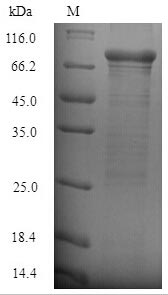Recombinant Staphylococcus aureus Clumping factor B(clfB) ,partial