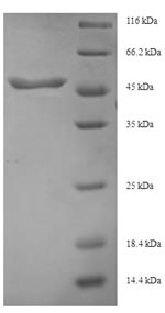 Recombinant Human Transforming growth factor beta-3(TGFB3),partial