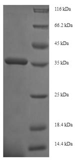 Recombinant Human Integrin alpha-2(ITGA2) ,partial