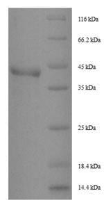 Recombinant Dermatophagoides pteronyssinus Peptidase 1(DERP1) - Absci