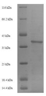 Recombinant Mouse Intercellular adhesion molecule 4(Icam4),partial