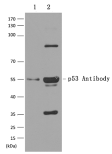 p53(Ab-15) Antibody - Absci