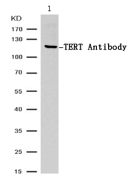 TERT Antibody - Absci