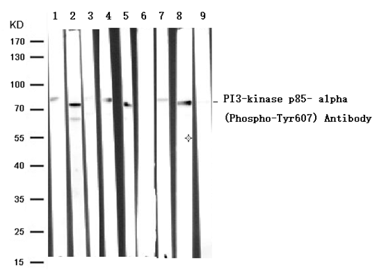 PI3-kinase p85- alpha (Phospho-Tyr607) Antibody - Absci