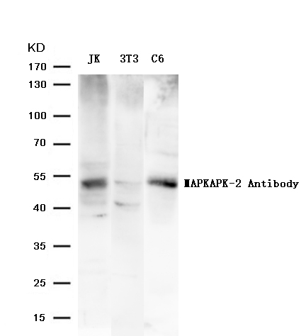 MAPKAPK-2(Ab-334) Antibody - Absci