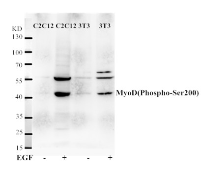 MyoD(Phospho-Ser200) Antibody - Absci