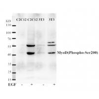 MyoD(Phospho-Ser200) Antibody