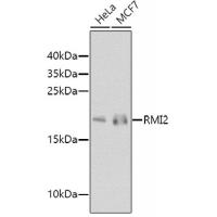 RMI2 Polyclonal Antibody