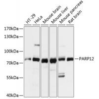 PARP12 Polyclonal Antibody