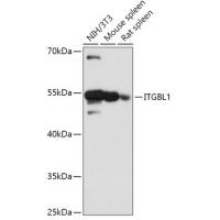 ITGBL1 Polyclonal Antibody
