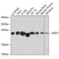 SRSF3 Polyclonal Antibody