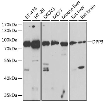 DPP3 Polyclonal Antibody - Absci