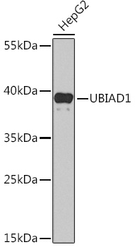 UBIAD1 Rabbit Polyclonal Antibody - Absci