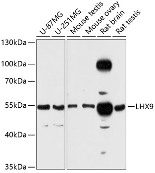 LHX9 Polyclonal Antibody - Absci
