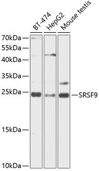 SFRS9 Polyclonal Antibody - Absci