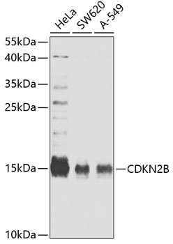 CDKN2B Polyclonal Antibody - Absci