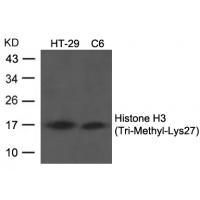 Histone H3 (Tri-Methyl-Lys27) Antibody