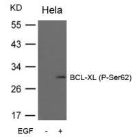 BCL-XL(Phospho-Ser62) Antibody