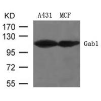 Gab1(Ab-627) Antibody