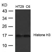 Histone H3 (Ab-27) Antibody