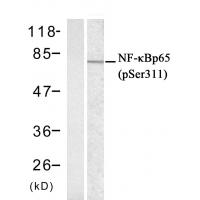 NFκB-p65(phospho-Ser311) Antibody