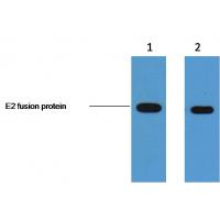 E2-Tag Mouse Monoclonal Antibody