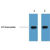 KT3-Tag Mouse Monoclonal Antibody