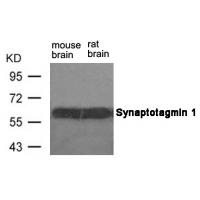 Synaptotagmin 1 (Ab-309) Antibody