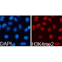 Histone H3K4me2 Polyclonal Antibody