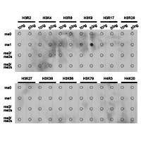 Histone H3K9me1 Polyclonal Antibody