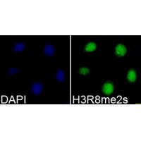 Histone H3R8me2s Polyclonal Antibody