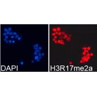 Histone H3R17me2a Polyclonal Antibody