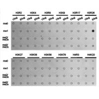 Histone H3R26me1 Polyclonal Antibody