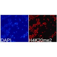 Histone H4K20me2 Polyclonal Antibody
