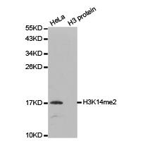 Histone H3K14me2 Polyclonal Antibody