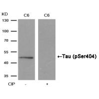 Tau(Phospho-Ser404) Antibody