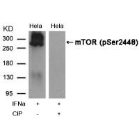 mTOR(Phospho-Ser2448) Antibody