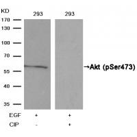 Akt(Phospho-Ser473) Antibody