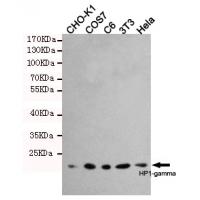 HP1-gamma Monoclonal Antibody