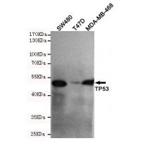 p53 (C-terminus) Monoclonal Antibody